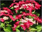 HydrangeamacrophyllaRotschwanzhabitusvnn