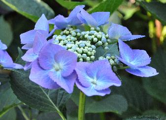 Hydrangea_ macrophylla _'Mathilda Gutges'