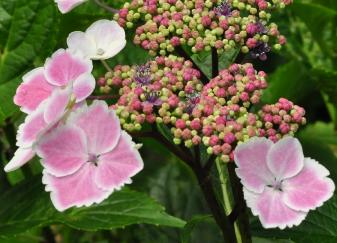 HydrangeamacrophyllaJixi