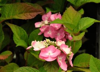 HydrangeamacrophyllaRotschwanzhabitusvnn