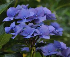 HydrangeamacrophyllaBlaumeise2011VN