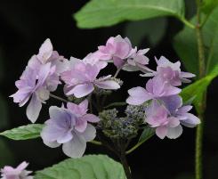 Hydrangea macrophylla 'Hanabi Blue' VNNN