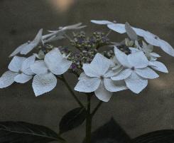 HydrangeamacrophyllaLanarthWhiteCloseupVNN