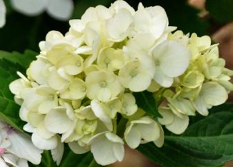 Hydrangea macrophylla 'Blaumeise' closeup