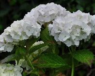 Hydrangea_macrophylla_'Soeur_Therese'_bloei_juli-vnnn