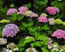 HydrangeamacrophyllaXianrozeAjisaituin