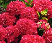 HydrangeamacrophyllaDalianframbozeroodvn