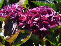 HydrangeamacrophyllaMerveilleSanguine3