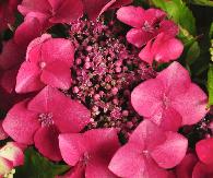 HydrangeamacrophyllaKardinalvlakschermig