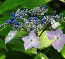 HydrangeamacrophyllaLilacinacloseupbloemvnn