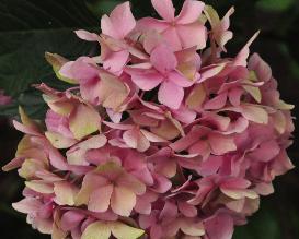 HydrangeamacrophyllaBlaueDonauherfstkleurRozecloseup