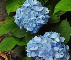 HydrangeamacrophyllaMmeFaustinTravouillon