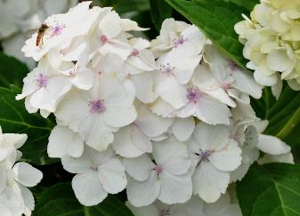 Hydrangea macrophylla 'Mme E. Mouillere' 15 juli - zweefvlieg VN