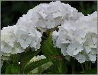 HydrangeamacrophyllaTwistnshout2