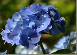 Hydrangea macrophylla 'Mme E. Mouillere' 15 juli - zweefvlieg VN