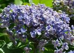 HydrangeamacrophyllaAyeshabeginseptembernice