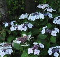 Hydrangea macrophylla 'Ankong' juni