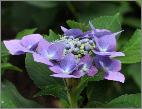 Hydrangea macrophylla 'Semperflorens'