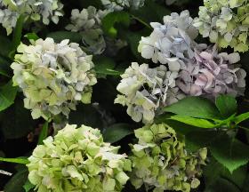 HydrangeamacrophyllaAlaskaherfstkleuren