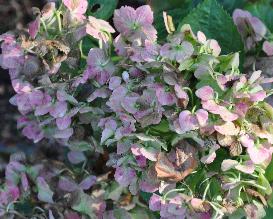 Hydrangea macrophylla 'Mme Emile Moullière' uitbloei mid oktober VN