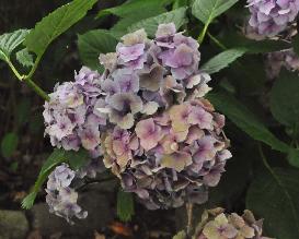 Hydrangea_macrophylla_'Général_Vicomtesse_de_Vibraye'_mooie_uitbloei_vn