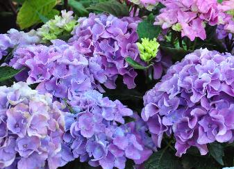 Hydrangea macrophylla Tevere bloei vnn