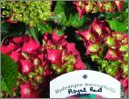 HydrangeamacrophyllaRoyalReddieprodebloemen