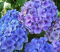 Hydrangea macrophylla Tevere bloei vnn