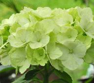 Hydrangea macrophylla 'Mme Emile Mouliere' uitbloei oktober vn