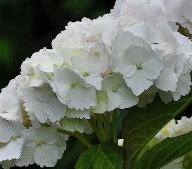 HydrangeamacrophyllaDorisrozerood