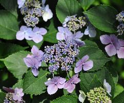 HydrangeamacrophyllaMariessiPerfectacloseupVNaug