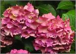 HydrangeamacrophyllaAlpengluhenroodverkleuringherfstvn