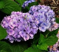 HydrangeamacrophyllaBodenseelocHydrangeum