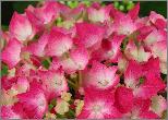 HydrangeamacrophyllaLeuchtfeuerjongebloemCloseupvnntuinvanDirkStaels