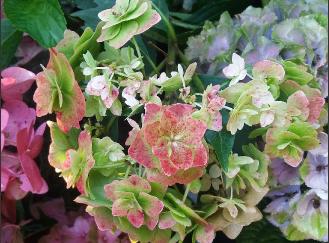 HydrangeamacrophyllaDancingSnowherfstkleur