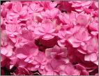 HydrangeamacrophyllaYouMeTogetherbloem