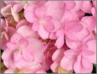 HydrangeamacrophyllaYouMeRomance2