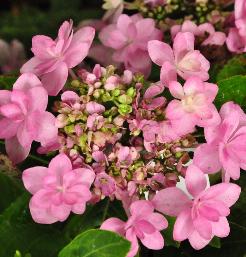 HydrangeamacrophyllaYouMeRomance