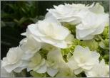 HydrangeamacrophyllaDancingSnow