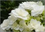 HydrangeamacrophyllaPeppermintflowercloseup