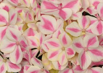 HydrangeamacrophyllaPeppermintflowercloseup