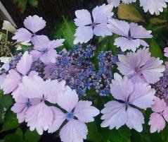 HydrangeamacrophyllaPinkAnais