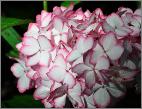 HydrangeamacrophyllaFrauTaikocloseup