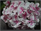 HydrangeamacrophyllaFrauTaikocloseup