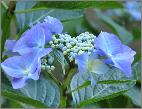 HydrangeamacrophyllaBlaumeiseVNcloseup