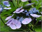 HydrangeamacrophyllaCharme