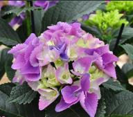 Hydrangea_ macrophylla _'Mathilda Gutges'