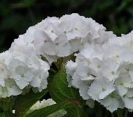 Hydrangea_macrophylla_'Soeur_Therese'_bloei_juli-vnnn