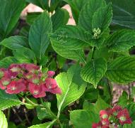 HydrangeamacrophyllaGreenshadowijzertekort