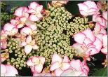HydrangeamacrophyllaCharme